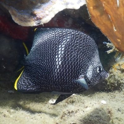 haruyuuzen's profile picture. クイズ&バレーボール