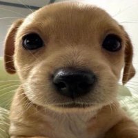 pinkpiggy09 (@frootow) 's Twitter Profile