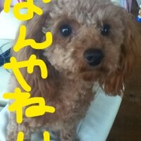 kumakids (@kumakidss) 's Twitter Profile Photo