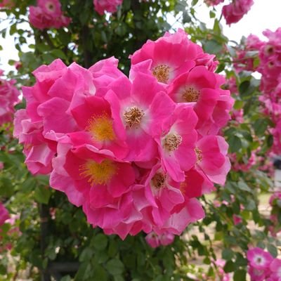 hiromimorita2's profile picture. 福山雅治さんファン☆BROS会員☆ライブは生きがい♪筋トレ☆家庭菜園☆花好きです🌼空の写真好き☆日々繋がりに感謝☆SMAPファン☆
今井美樹さん学生の頃から
ずっとファンです🩷
無断で写真転載★引用RTはお断り★