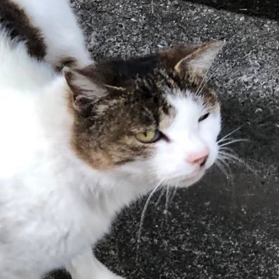 KEN19SU's profile picture. 特撮およびアニメ特撮音楽好きの天華隊長　
三ツ鱗紋兼若ちゃんが愛刀
天華百剣はいいぞ
ドルウェブとウマ娘もやってます