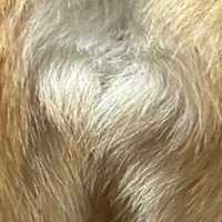 柴犬たび (@tabi20210501) 's Twitter Profile Photo 柴犬たび (@tabi20210501) 's Twitter Profile Photo
