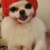 るな子🐕 ͗ ͗ (@08mofumofu80) Twitter profile photo るな子🐕 ͗ ͗ (@08mofumofu80) Twitter profile photo