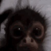 moongod (@moongodfnt) 's Twitter Profile