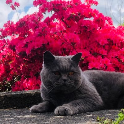 DollyVarden68's profile picture. Adult Human Female. Member of #POW. Daring to say the truth.