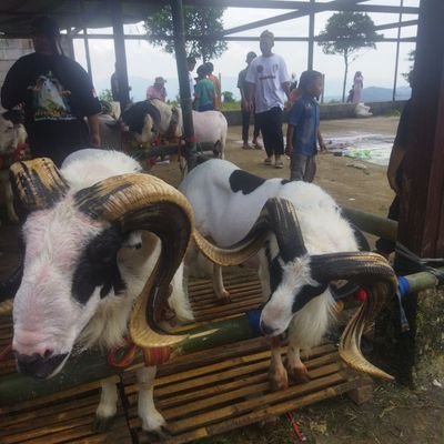 Rzkandi3232's profile picture. 