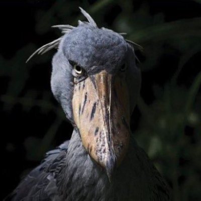 ChineseBome's profile picture. .
