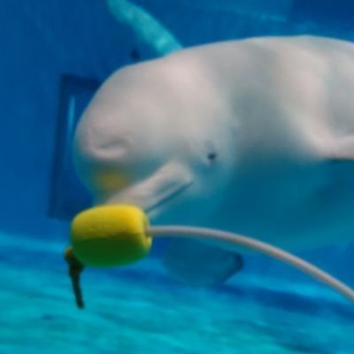 みけあおさんのプロフィール画像