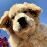 Chris (@guancai53339) 's Twitter Profile