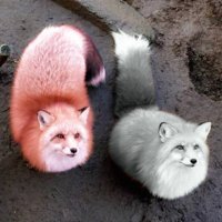 Timely Jiaofei πΆοΈπͺΆ (@timelyjiaofei) 's Twitter Profile Photo Timely Jiaofei πΆοΈπͺΆ (@timelyjiaofei) 's Twitter Profile Photo
