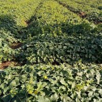 نايف30 (@na33efa) Twitter profile photo