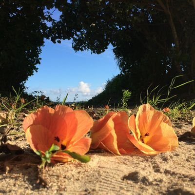 hirokeechan's profile picture. 琉球ゴールデンキングス🌺👑GOGOKINGS 👑GOGOKINGS🌺
群馬クレインサンダーズも応援してます