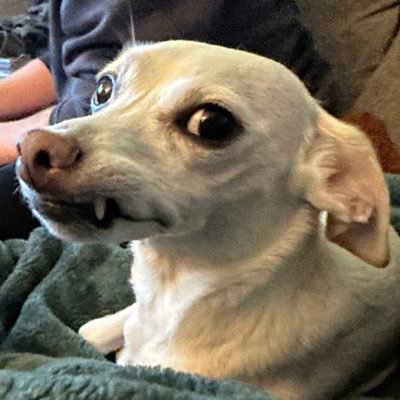 dustyhausplant's profile picture. 🪐🌿🤌 any pronouns