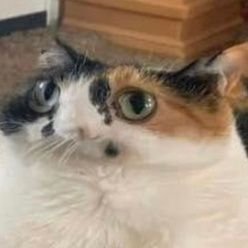 pioさんのプロフィール画像