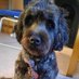 Woof (@lottadogwoof) Twitter profile photo Woof (@lottadogwoof) Twitter profile photo
