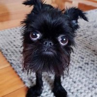 jebać pis i konfederacje (@wlodkowski65884) 's Twitter Profile