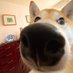 Kroschkle (@krockles) Twitter profile photo Kroschkle (@krockles) Twitter profile photo