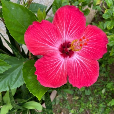 jibaritact's profile picture. 