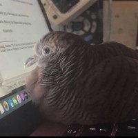 Hunter (@sylvain_ah) 's Twitter Profile