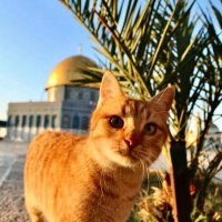juwayin (@muhammadib53321) 's Twitter Profile
