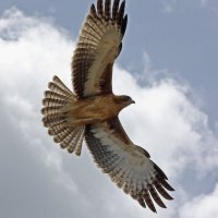 BDF77 (@baddogs77) 's Twitter Profile
