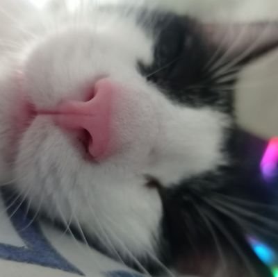 misteresloup's profile picture. Creador de contenido // Editor de vídeos 🤖 // Miniaturero 🖼️