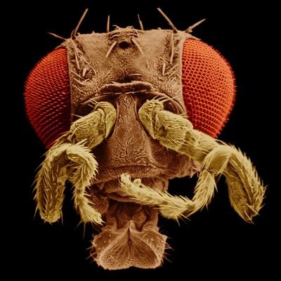 Nerd_kujon's profile picture. Trust science 🧬