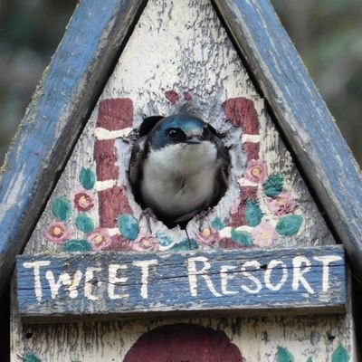 StrakaKev's profile picture. 