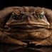 ToadishToad (@toadishtoad) Twitter profile photo ToadishToad (@toadishtoad) Twitter profile photo