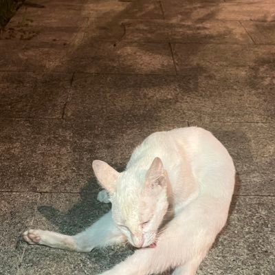 LeaTwuat's profile picture. 