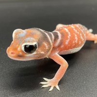 ぐられぷ / Glanz Reptiles (@glanz_reptiles) 's Twitter Profile