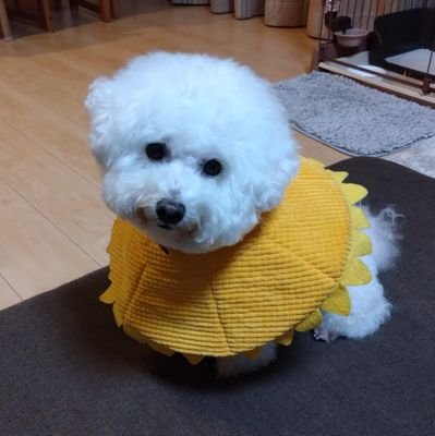 最近、子供たちに散歩させてる、おじさんです( ̄ー ̄)ぼちぼち呟いてます🐶♪
ウチの愛犬🐶:ビションフリーゼ、2016年11月29日生 女 名前はアン🐾 (杏仁豆腐から名付けた(^^))
よろしくお願いします。
#ビションフリーゼ