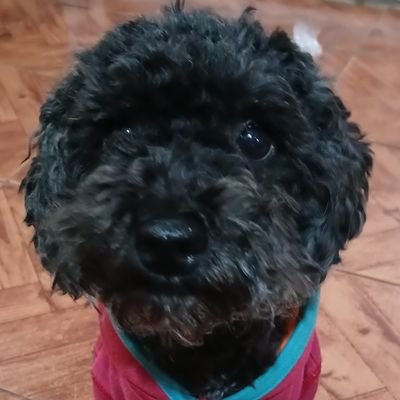 teoavalos2's profile picture. Baile