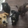 BarbarianYendor's profile picture. never trust anyone your dogs don't like. #Risistance #BLM #tRumpsaloser.
tRump is a cop killing traitorous lump of feces.
