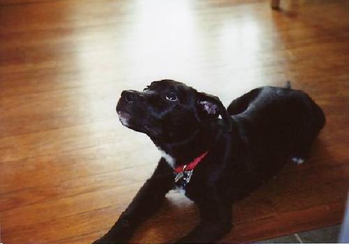 LoveBlackDogs's profile picture. Raise awareness about Big Black Dog Syndrome