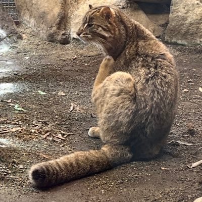 夢女子。絵は画伯過ぎるし語彙力なさすぎて夢を書けないので皆様のを拝見しニヤニヤしてます☺️30↑金カム knkm💘sgmt.ogt.tksm.kit💘四天王が好き過ぎて辛い😅無言フォロー失礼します🙏
