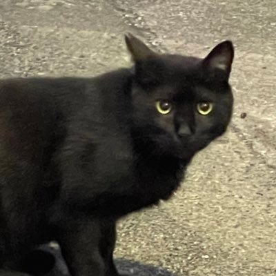 猫薔薇にゃあ大佐さんのプロフィール画像