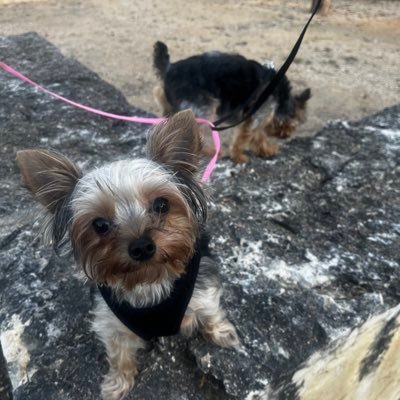 oldrgctrackacct's profile picture. this is the old cougar track account