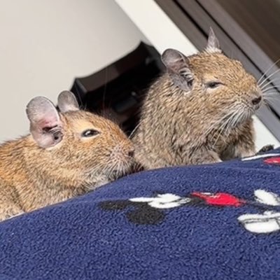 酢みっきーと申します。長く眠っていた情報収集用垢をデグー垢として目覚めさせました。我が家のデグzの様子はインスタをメイ…ンに投稿してましたが、最近はXの手軽さに負けてきました。デグーはかわいい