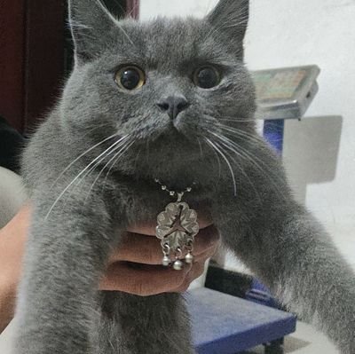 CUd75yPaqB11267's profile picture. 