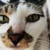 岩竹綾子/ラオスで150匹の保護猫(犬)活動 (@iwatakeryo87859) Twitter profile photo 岩竹綾子/ラオスで150匹の保護猫(犬)活動 (@iwatakeryo87859) Twitter profile photo