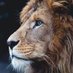 Beauty of wildlife (@wildlifebeauty0) Twitter profile photo Beauty of wildlife (@wildlifebeauty0) Twitter profile photo