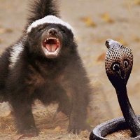 Balporsuğu (@adam_1111111) Twitter profile photo