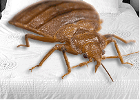 Bed bugs are little wingless parasitic insects. While they’re not carriers of any kind of major human disease
http://t.co/RITZvrykFT