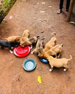GOD FIRST 🥇 SAVING DOGS, COLLECTING PAW PRINTS 🐾 | ADVOCATE FOR UNDERDOGS | https://t.co/Kqsjpssn7G is our website. KINDLY SUPPORT OUR SHELTER 🙏👇