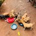 ANGELS 4 STRAYS (@angels4strays) Twitter profile photo ANGELS 4 STRAYS (@angels4strays) Twitter profile photo
