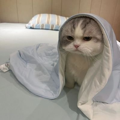 shitroi's profile picture. INFJ