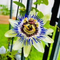 Jennifer (@sschloess) Twitter profile photo