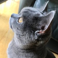 ネムの大冒険！ (@ayakazustam) 's Twitter Profile