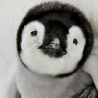 ペンギン (@katiemarti847) 's Twitter Profile Photo